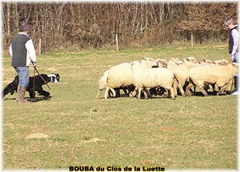 le bouvier des flandres et les moutons - Elevage du CLOS DE LA LUETTE - COPYRIGHT DEPOSE
